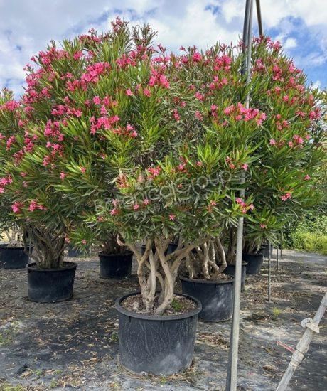 Nerium oleander - Oleander
