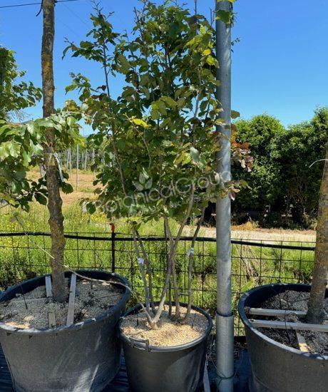Parrotia persica - Eisenholzbaum
