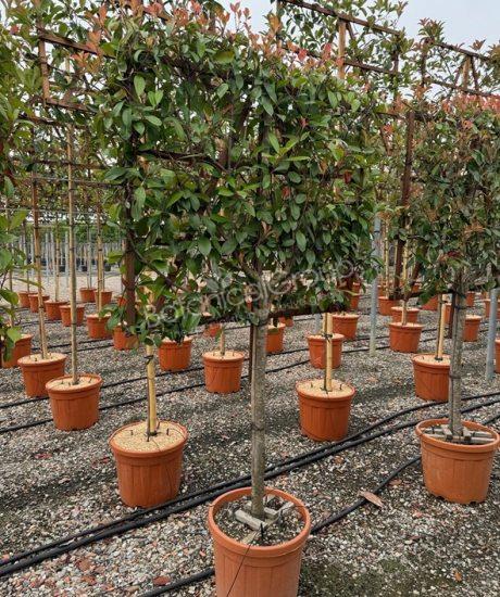 Photinia fraseri 'Red Robin' - Glanzmispel