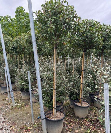 Photinia fraseri 'Red Robin' - Glanzmispel