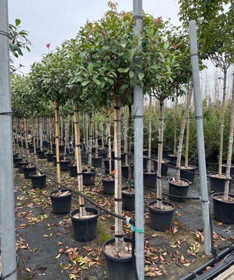 Photinia fraseri 'Red Robin' - Glanzmispel