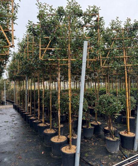 Photinia fraseri 'Red Robin' - Glanzmispel