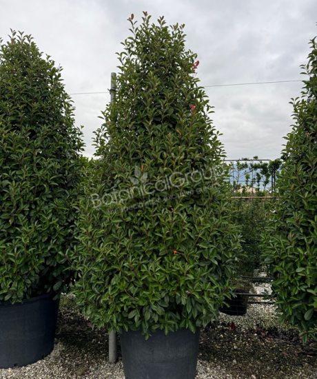 Photinia fraseri 'Red Robin' - Glanzmispel