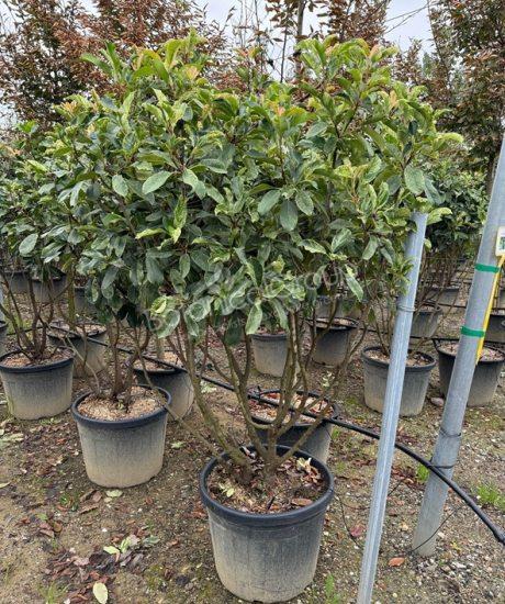 Photinia serrafolia 'Pink Crispy' - Glanzmispel