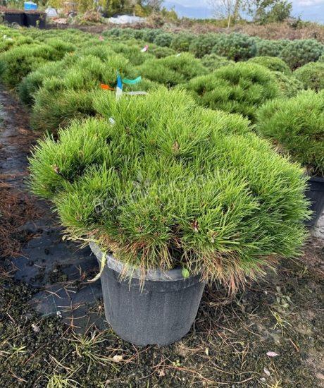 Pinus brepo - Kugel Schwarzkiefer