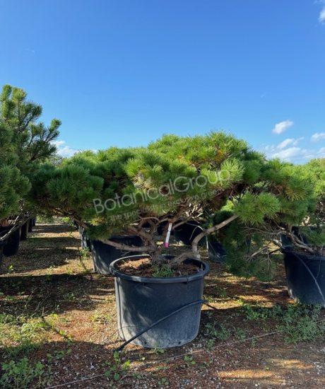 Pinus mugo 'Mughus' - Kugel Schwarzkiefer