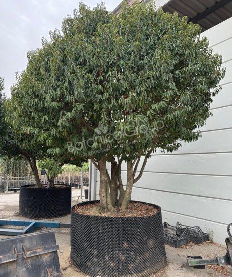 Prunus lusitanica 'Angustifolia' - Portugiesischer Kirschlorbeer