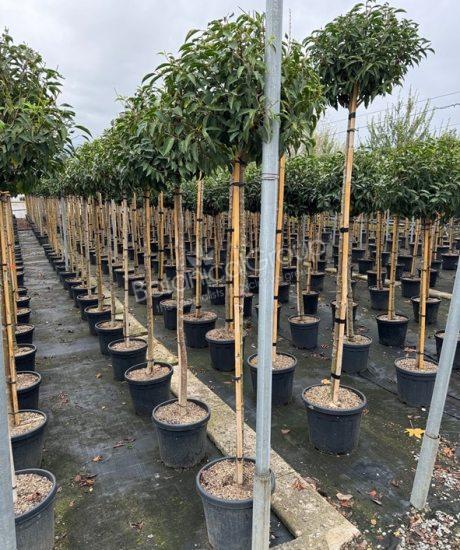 Prunus lusitanica 'Angustifolia' - Portugiesischer Kirschlorbeer