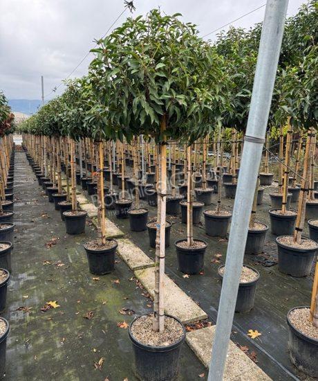 Prunus lusitanica 'Angustifolia' - Portugiesischer Kirschlorbeer