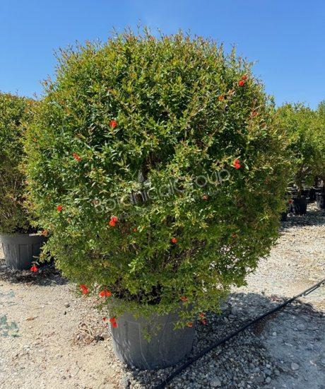 Granatapfelbaum - Punica granatum