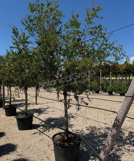 Granatapfelbaum 'Forma Toscana' - Punica granatum