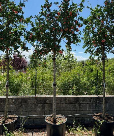 Granatapfelbaum 'Forma Toscana' - Punica granatum