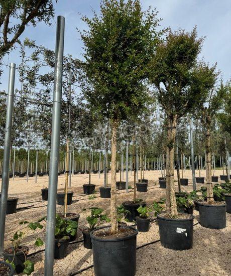 Granatapfelbaum 'Forma Toscana' - Punica granatum