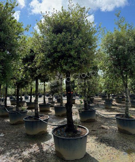 Quercus ilex - Steineiche