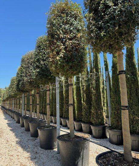 Quercus ilex - Steineiche Zylinderkrone