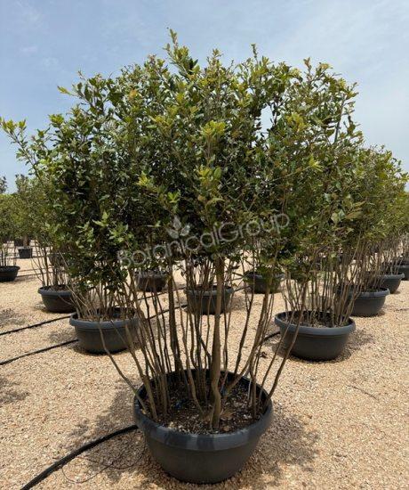 Quercus ilex - Steineiche