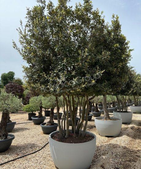 Quercus ilex - Steineiche