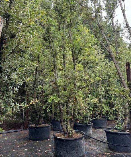 Quercus ilex - Steineiche