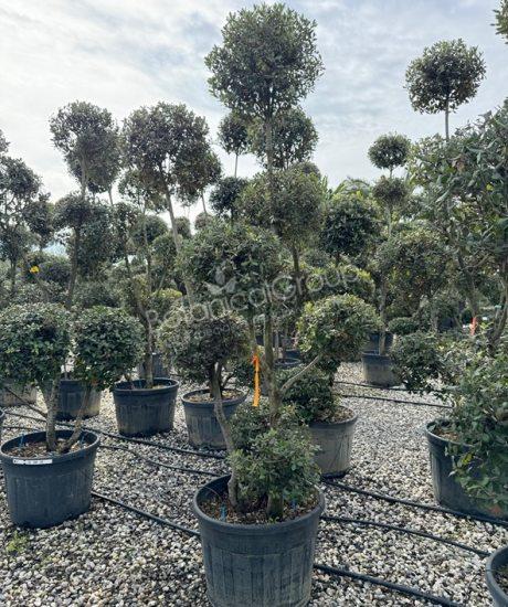 Quercus ilex - Steineiche