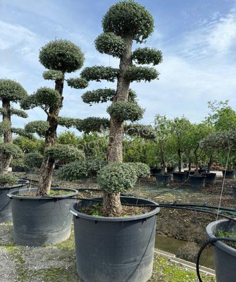 Quercus suber - Korkeiche