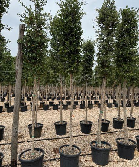 Quercus suber - Korkeiche