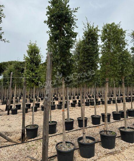 Quercus suber - Korkeiche