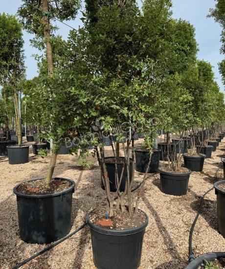 Quercus suber (Bestseller!) - Korkeiche