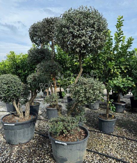 Quercus suber - Korkeiche