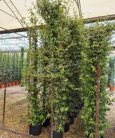 Trachelospermum jasminoides - Toskanische Jasmin