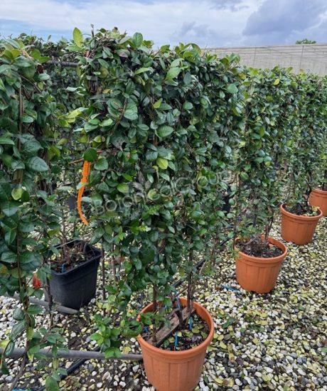 Trachelospermum jasminoides - Toskanische Jasmin