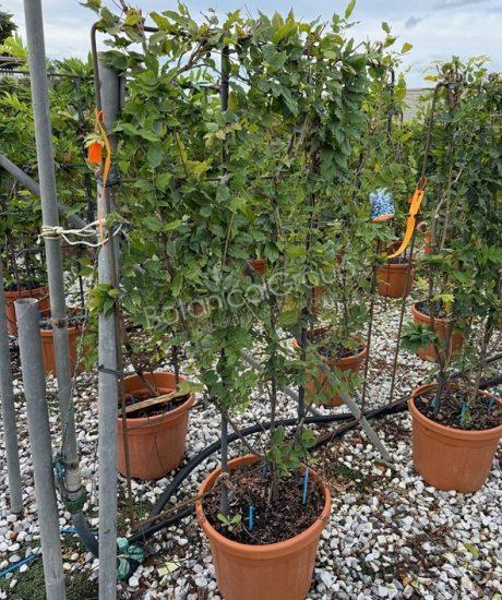 Wisteria - Blauregen