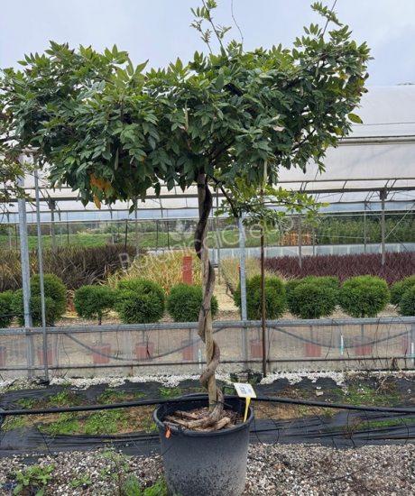 Wisteria - Blauregen