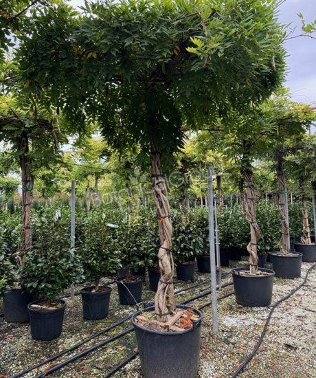 Wisteria brachybotrys 'Yokohama' - Blauregen