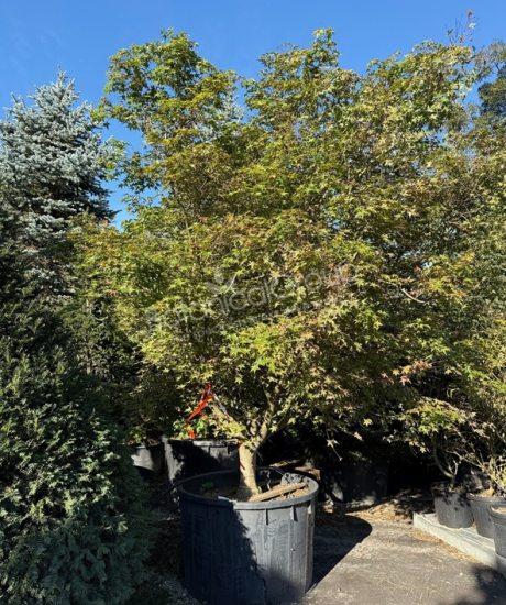 Acer palmatum 'Viride' - Japanischer Ahorn