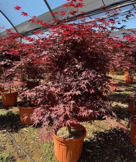 Acer palmatum 'Bloodgood' - Japanischer Ahorn