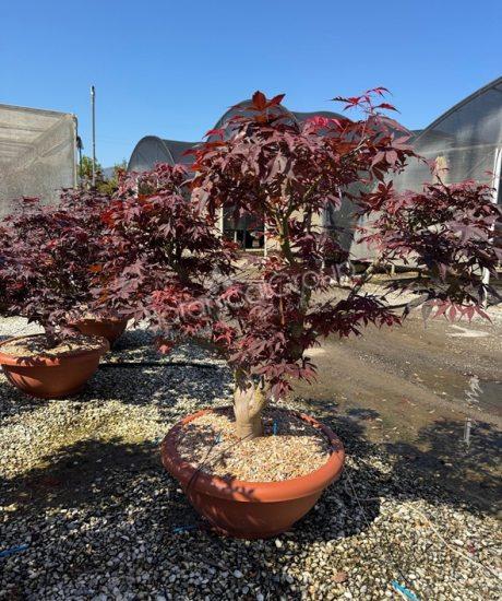 Acer palmatum 'Bloodgood' - Japanischer Ahorn