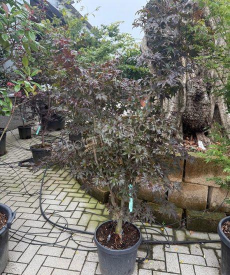Acer palmatum 'Bloodgood' - Japanischer Ahorn