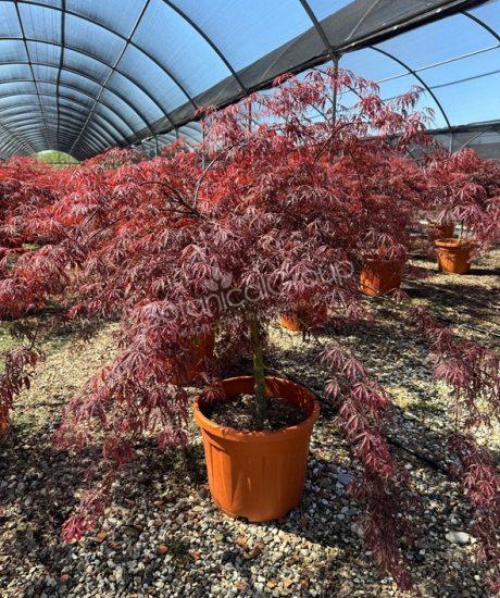 Acer palmatum dissectum 'Inaba Shidare' - Japanischer Ahorn