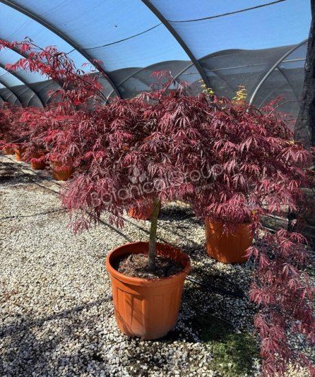 Acer palmatum dissectum 'Inaba Shidare' - Japanischer Ahorn