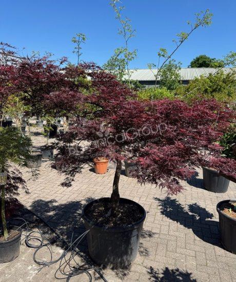 Acer palmatum dissectum 'Inaba Shidare' - Japanischer Ahorn
