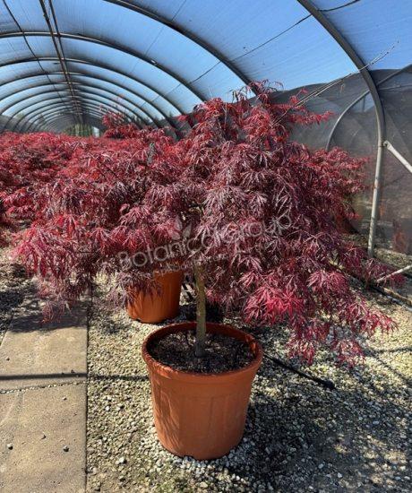 Acer palmatum dissectum 'Inaba Shidare' - Japanischer Ahorn