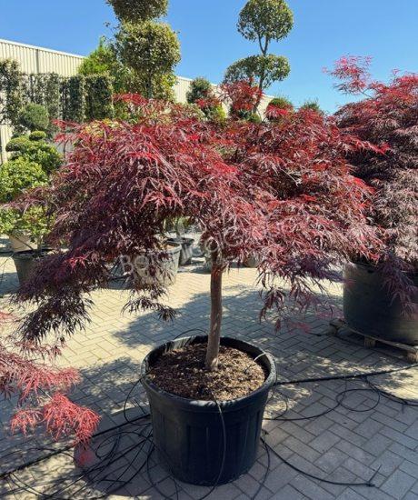 Acer palmatum dissectum 'Inaba Shidare' - Japanischer Ahorn