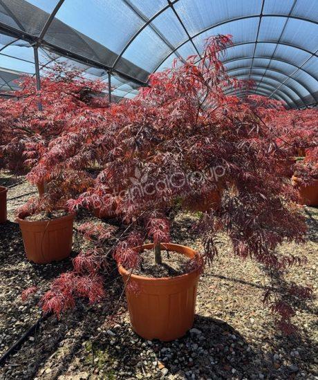 Acer palmatum dissectum 'Inaba Shidare' - Japanischer Ahorn