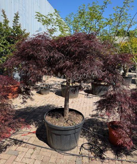 Acer palmatum dissectum 'Inaba Shidare' - Japanischer Ahorn