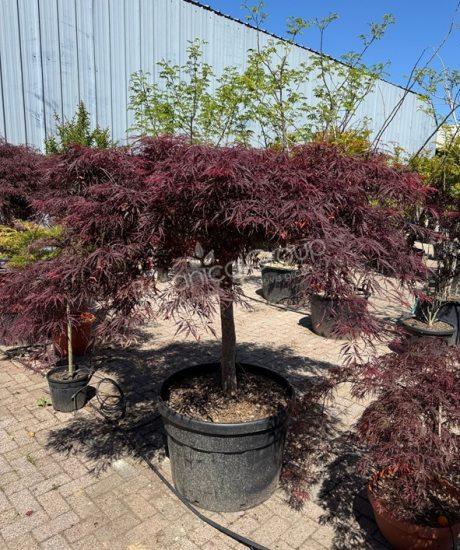 Acer palmatum dissectum 'Inaba Shidare' - Japanischer Ahorn