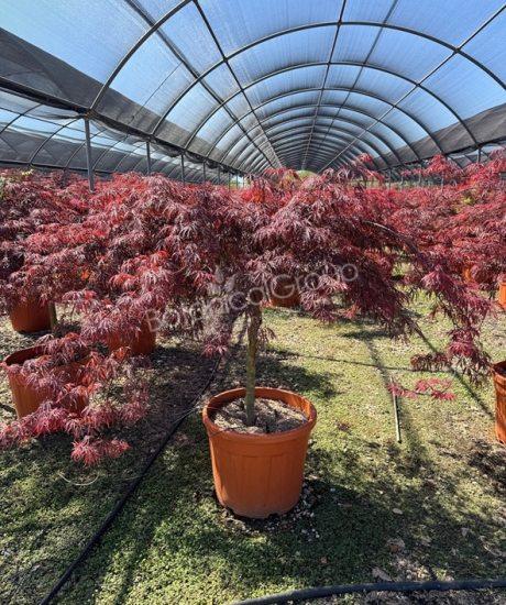 Acer palmatum dissectum 'Inaba Shidare' - Japanischer Ahorn