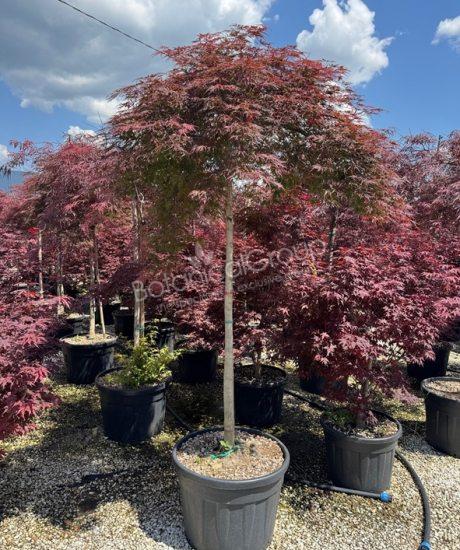 Acer palmatum dissectum 'Garnet' - Japanischer Ahorn