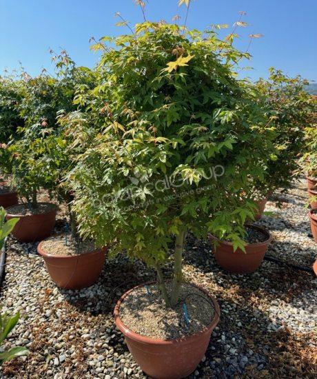 Acer palmatum - Japanischer Ahorn