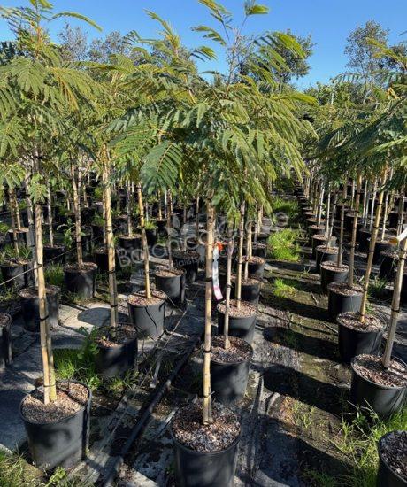 Albizia julibrissin 'Ombrella' - Seidenbaum