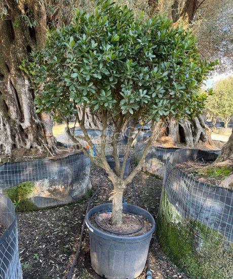 Arbutus unedo - Erdbeerbaum